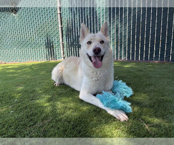 Medium Photo #2 Siberian Husky Puppy For Sale in San Bernardino, CA, USA