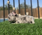 Small #14 French Bulldog