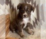 Small #6 Miniature Australian Shepherd