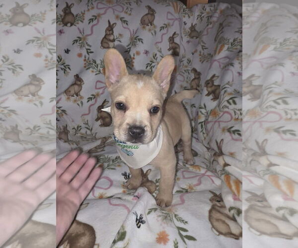 Medium Photo #3 French Bulldog-Unknown Mix Puppy For Sale in St. Louis Park, MN, USA
