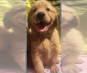 Golden Retriever Puppy for sale in SANTA ANA, CA, USA