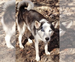 Siberian Husky Puppy for sale in SANDY HOOK, KY, USA