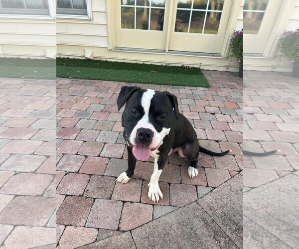 Medium Photo #17 Mutt Puppy For Sale in Alexandria, VA, USA