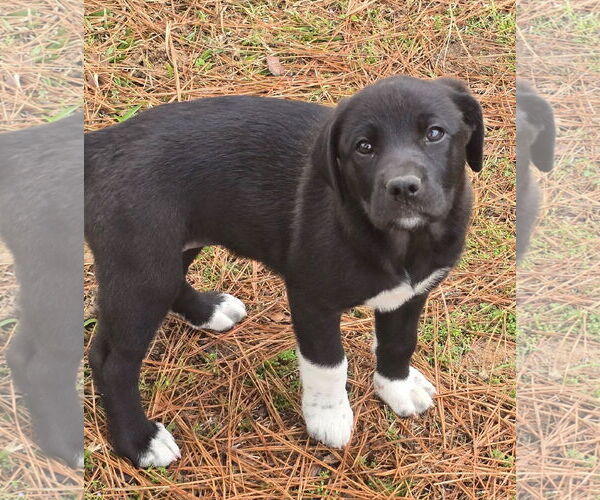 Medium Photo #4 Labrador Retriever-Unknown Mix Puppy For Sale in Alexander, AR, USA