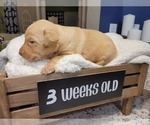 Small Photo #16 Labrador Retriever Puppy For Sale in KATHLEEN, GA, USA