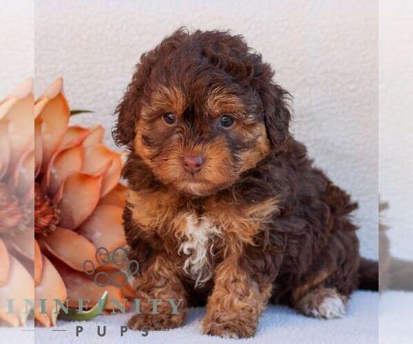 Medium Photo #4 Poovanese Puppy For Sale in NEWMANSTOWN, PA, USA