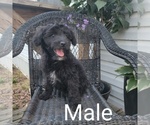 Small Photo #8 Aussiedoodle Puppy For Sale in COUCH, MO, USA