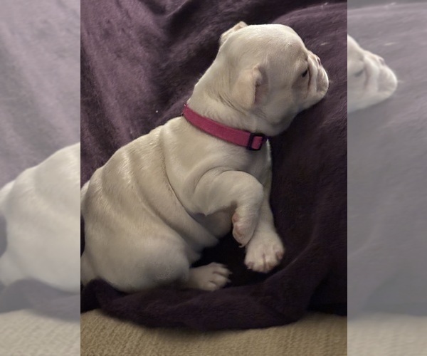 Medium Photo #6 Boston Terrier Puppy For Sale in HAMDEN, CT, USA