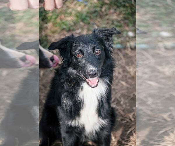 Medium Photo #4 Border Terrier-Unknown Mix Puppy For Sale in Tracy City, TN, USA