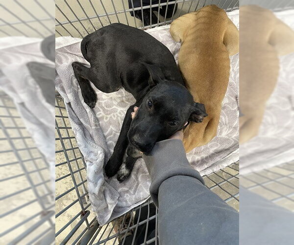 Medium Photo #1 Mutt Puppy For Sale in Tallahassee, FL, USA