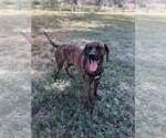 Small #1 Plott Hound Mix