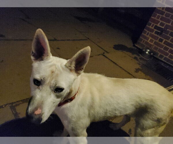 Medium Photo #8 Bull Terrier-Huskies  Mix Puppy For Sale in Winston Salem, NC, USA