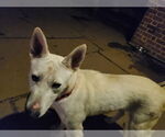 Small #7 Bull Terrier-Huskies  Mix