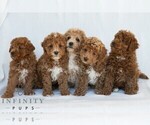 Small #2 Poochon