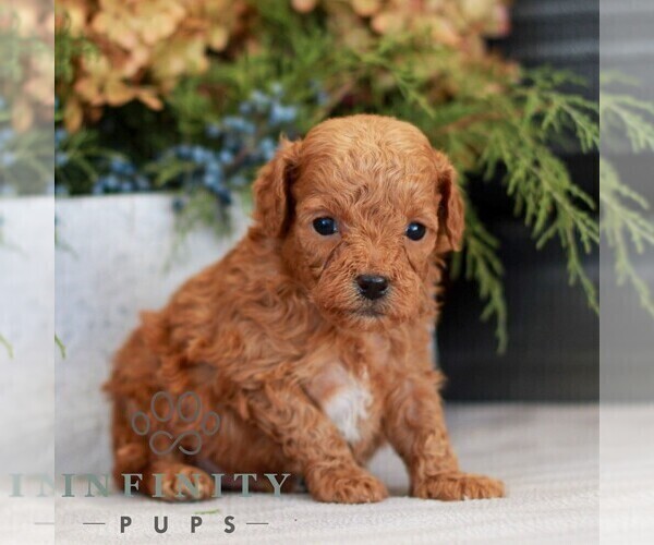 Medium Photo #3 Cavapoo (Miniature) Puppy For Sale in NARVON, PA, USA