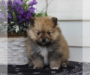 Pomeranian Puppy for sale in EAST EARL, PA, USA