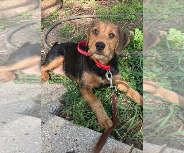 Medium Photo #1 Poogle Puppy For Sale in Mukwonago, WI, USA
