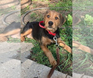 Poogle Dogs for adoption in Mukwonago, WI, USA