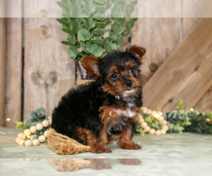 Medium Yorkshire Terrier