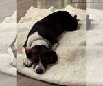 Small #5 Beagle Mix
