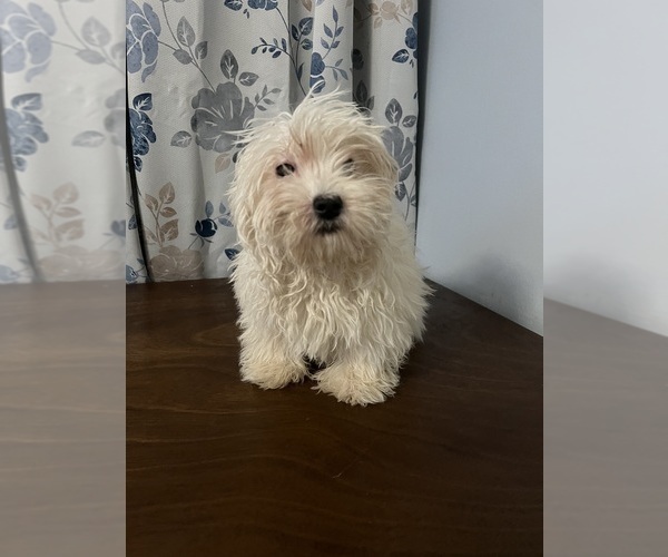 Medium Photo #14 Havanese Puppy For Sale in DURHAM, CT, USA