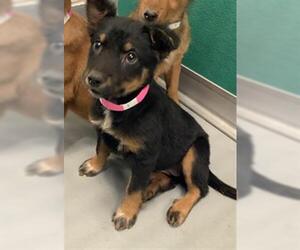 German Shepherd Dog-Unknown Mix Dogs for adoption in Visalia, CA, USA