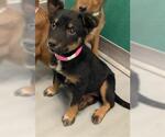 Small German Shepherd Dog Mix