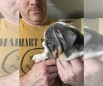 Small Photo #4 Bulldog Puppy For Sale in WARRENTON, OR, USA