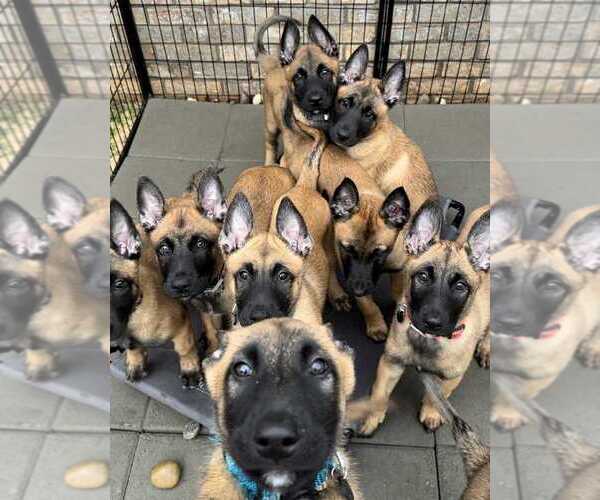 Medium Photo #1 Belgian Malinois Puppy For Sale in S CHARLESTON, WV, USA