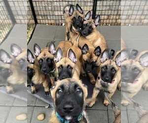 Belgian Malinois Puppy for Sale in S CHARLESTON, West Virginia USA
