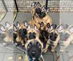 Small Belgian Malinois