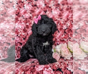 Goldendoodle (Miniature) Puppy for sale in QUARRYVILLE, PA, USA