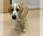 Small Labrador Retriever