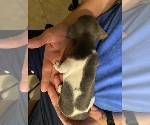 Medium Photo #21 Dachshund Puppy For Sale in LUBBOCK, TX, USA