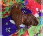 Small Photo #16 Poodle (Standard) Puppy For Sale in CLATSKANIE, OR, USA