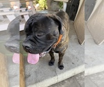 Small Photo #1 Bullmastiff Puppy For Sale in LOS ANGELES, CA, USA