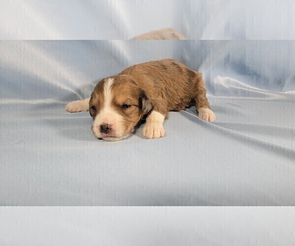 Medium Photo #9 Bernedoodle (Miniature) Puppy For Sale in BLACK FOREST, CO, USA