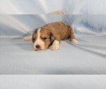 Small #8 Bernedoodle (Miniature)