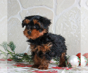 YorkiePoo Puppy for sale in GORDONVILLE, PA, USA
