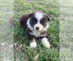 Small Photo #2 Australian Shepherd Puppy For Sale in MARION, SC, USA