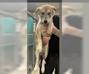 Siberian Husky-Unknown Mix Dogs for adoption in Woodbury, NY, USA