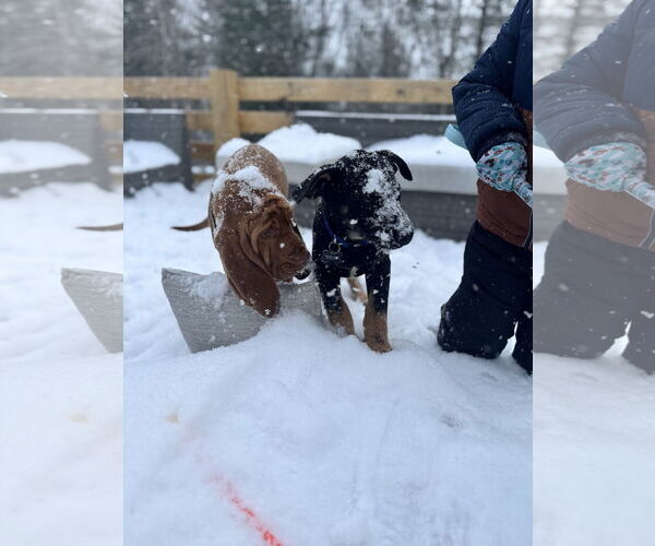 Medium Photo #2 German Shepherd Dog-Unknown Mix Puppy For Sale in Hinton, WV, USA