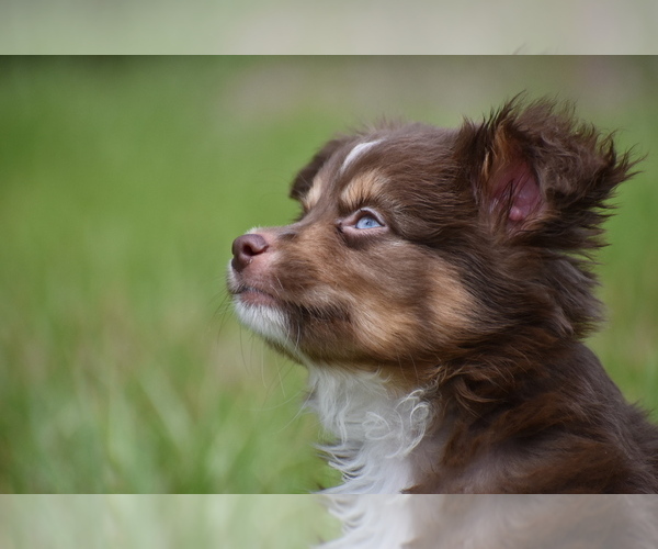 Medium Photo #7 Miniature Australian Shepherd Puppy For Sale in PALM COAST, FL, USA