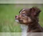 Small #6 Miniature Australian Shepherd