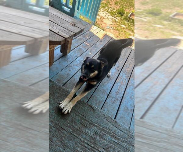Medium Photo #3 German Shepherd Dog-Unknown Mix Puppy For Sale in Chama, NM, USA