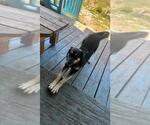 Small #2 German Shepherd Dog Mix