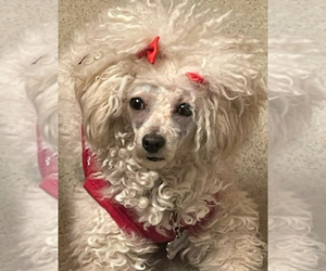Mother of the Poodle (Miniature) puppies born on 05/17/2025