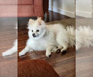 Pomeranian Dogs for adoption in Tracy, CA, USA