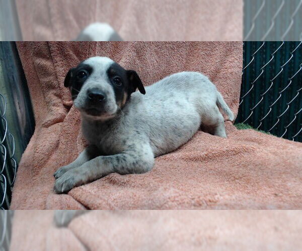 Medium Photo #1 Mutt Puppy For Sale in Downey, CA, USA