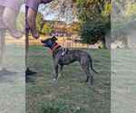 Small #19 American Pit Bull Terrier Mix
